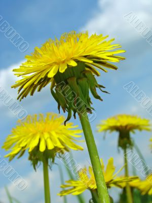 yellow dandelions