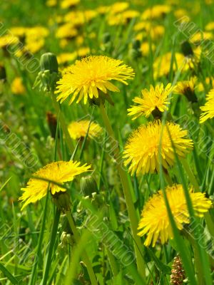 yellow dandelions