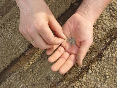 sowing seeds