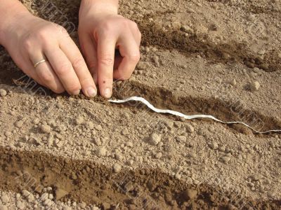 sowing seeds on tape