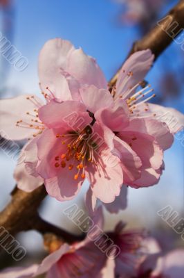 Pink cherry flower