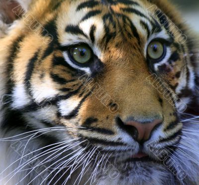 Sumatran Tiger