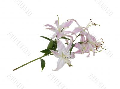 Pink and white lilies