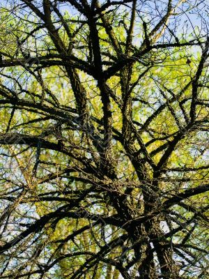 branches