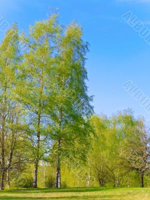 spring landscape