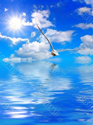 seagull under water