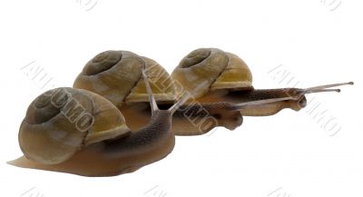 race of snails