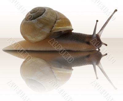 Snail with reflection