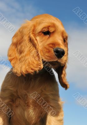 puppy cocker spaniel