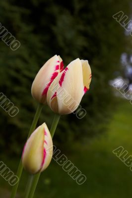 Spring tulips