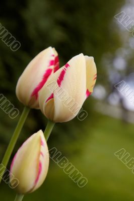 Spring tulips