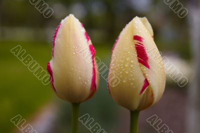 Spring tulips