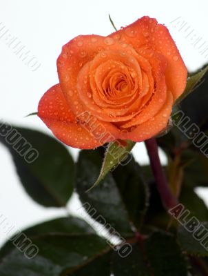 Orange rose with green leaves