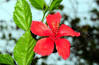 Hibiscus