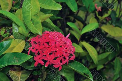 Tropical Flower