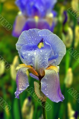 Iris Flower