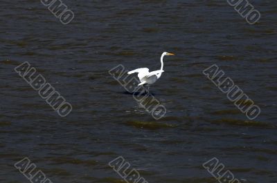 Egret