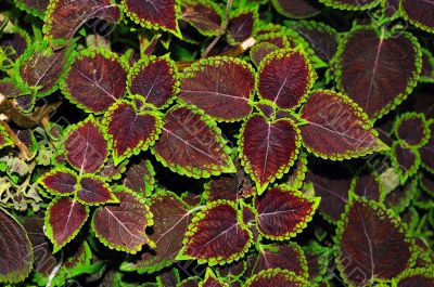 Leaf Patterns