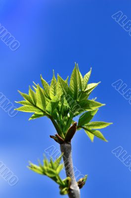 Spring