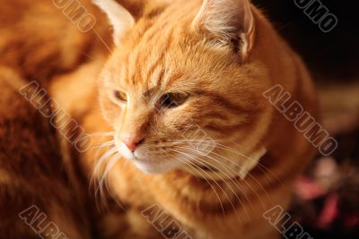 Male Cat
