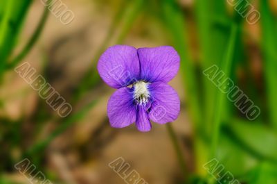 Violet