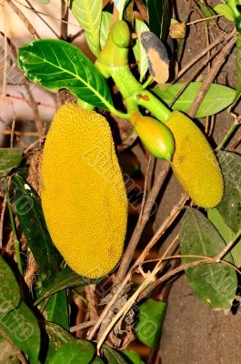 Jack Fruit