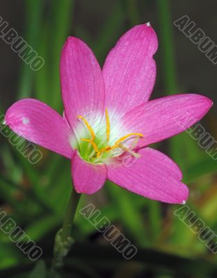 Puple Flower