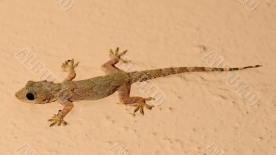 Lizard