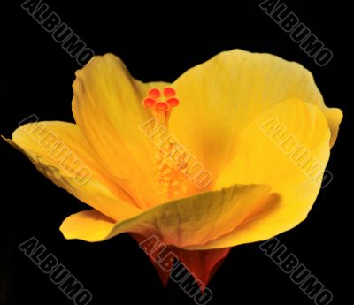 Yellow Hibiscus
