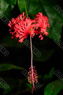 Japanese Hibiscus