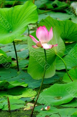 Lotus
