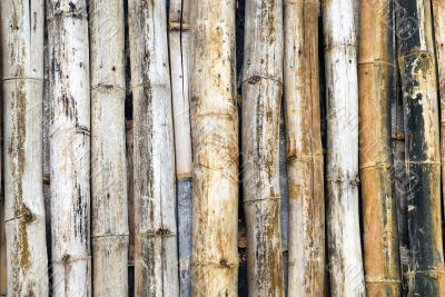 Bamboo
