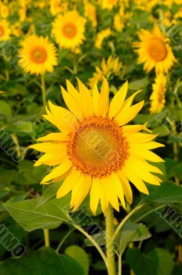 Sunflower