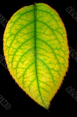Leaf