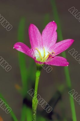 Puple Flower