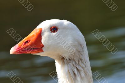 Domestic Goose