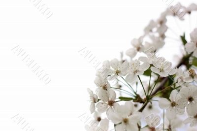 Blossoming cherry on a white background