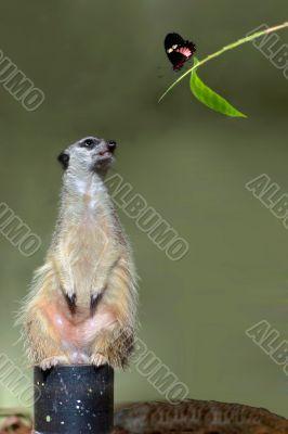 Suricate and butterfly