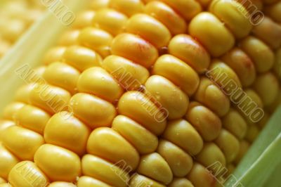 Wet corn