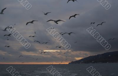 Sunset seagulls