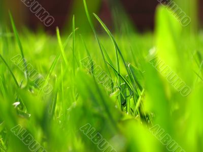 Green grass