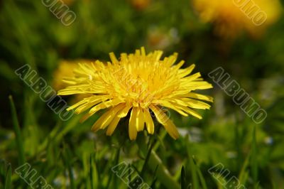 Close up dandelion