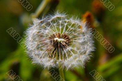 Dandelion bracts close-up