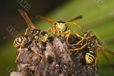 Wasps (Polistes bischoff)