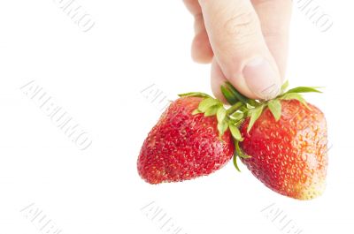 fresh strawberry in hand