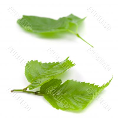 green leaves