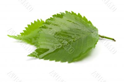green leaves