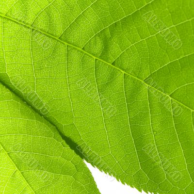 structure of a green leaf
