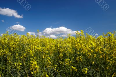 Landscape of colza field