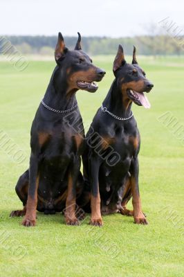 two dobermans